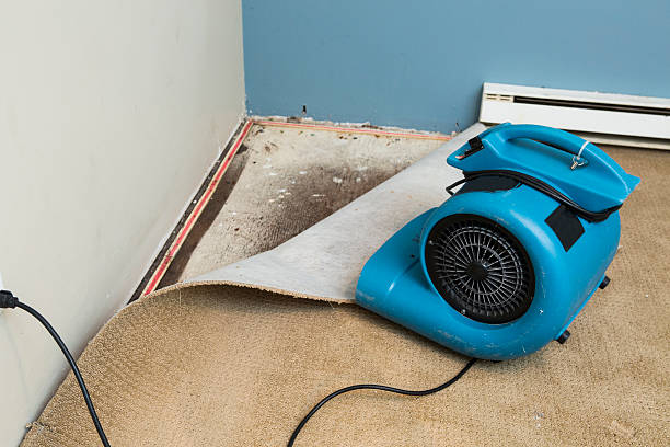 Best Basement water damage restoration  in Madison, MS